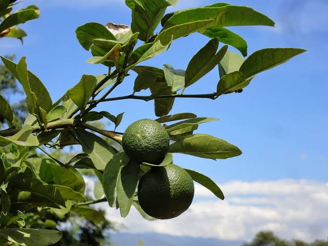 WILD LEMON (1 kg)